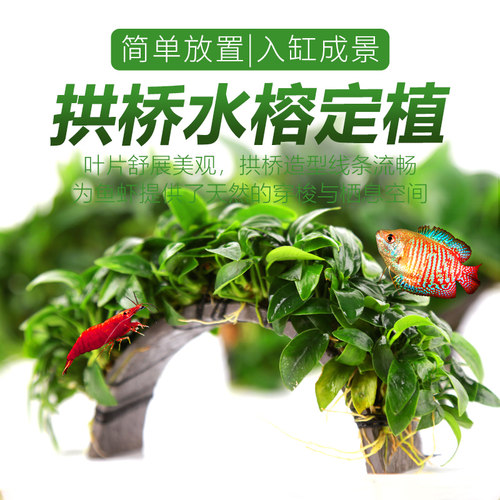 拱桥水榕定植水草定植