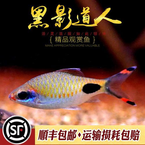 保真红线型黑影道人F1道金斯鲃鱼