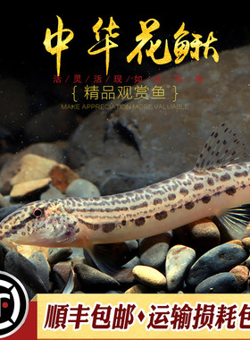 中华花鳅小型冷水泥鳅淡水观赏鱼翻砂神奇招财风水鱼花斑泥鳅活体