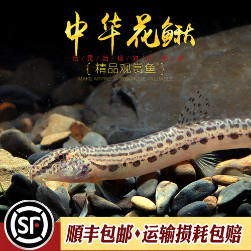 中华小型神奇招财风水鱼花斑泥鳅
