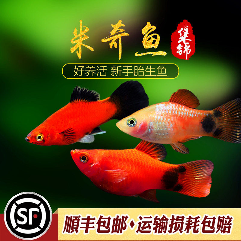 新手入门红米奇金米奇胎生鱼图片