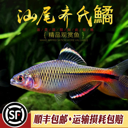 广齐原生冷水鱼溪流活体