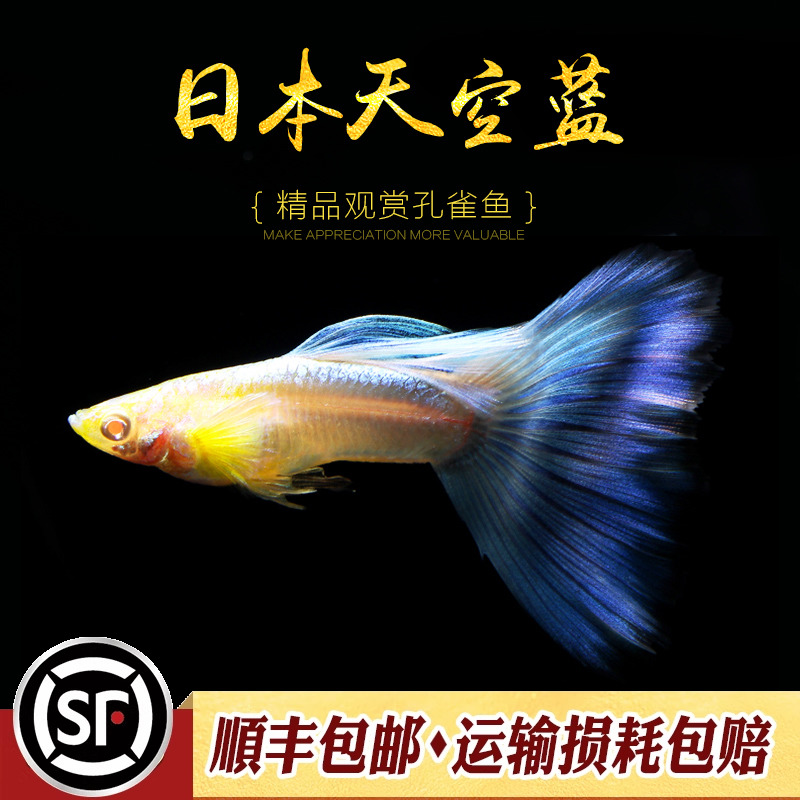 日本天空蓝精品孔雀鱼观赏水族乡