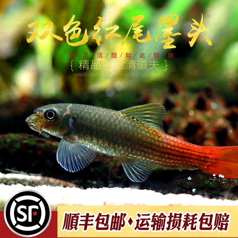 双色红尾墨头鱼除藻吃残渣工具鱼