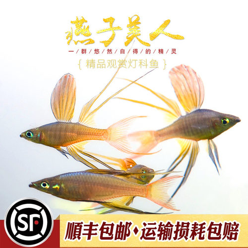 热带小型鱼灯科鱼淡水鱼