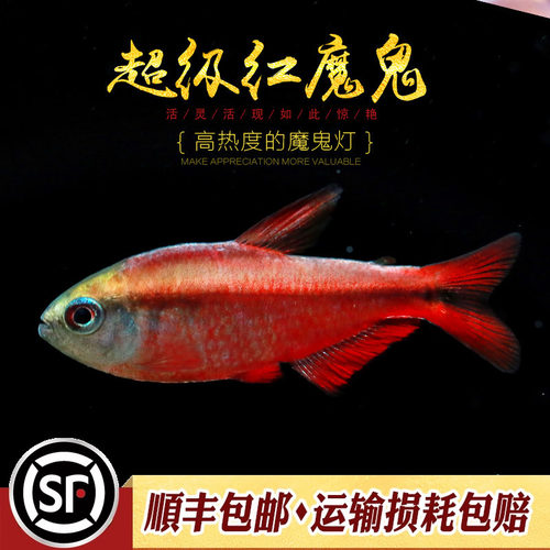 超级红魔鬼灯鱼中高端灯科鱼