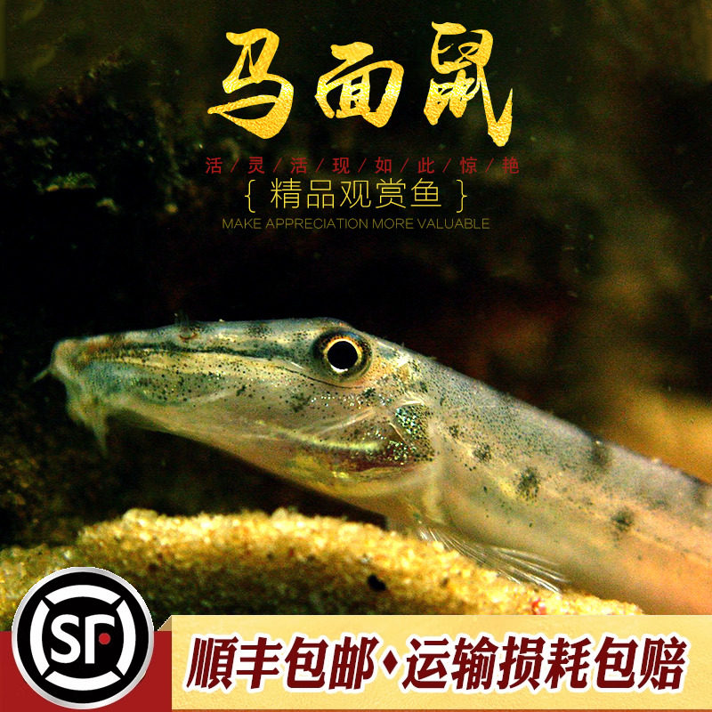 马面鼠鱼泰国进口钻沙翻砂工具鱼马面鳅淡水观赏鱼原生冷水鱼活体