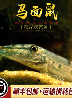 马面鼠鱼泰国进口翻砂工具鱼淡水观赏鱼小型钻沙冷水鱼原生鱼活体