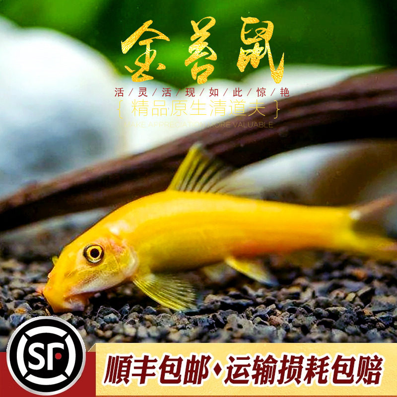 金苔鼠鱼热带鱼强效除藻工具鱼清理垃圾粪便青苔绿藻清道夫活体鱼,宠物/宠物食品及用品,鱼,淘宝优惠券,粉丝福利购,淘宝优惠卷