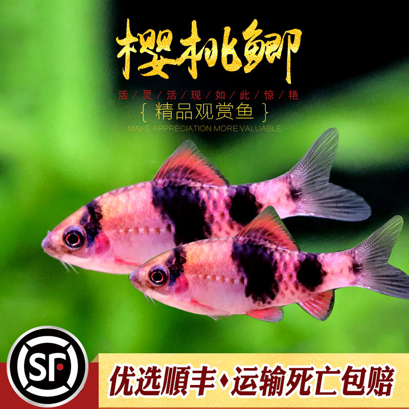 樱桃鲫鱼东南亚水族鱼缸小型鲃鱼冷水鱼观赏鱼耐寒红尾玫瑰鲫活体