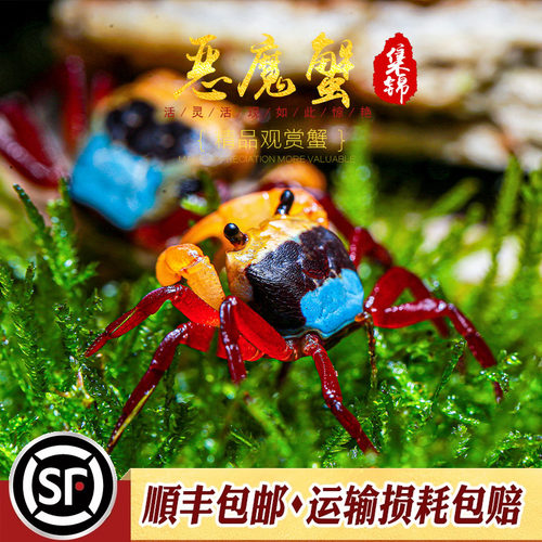 小型观赏宠物蟹网红恶魔