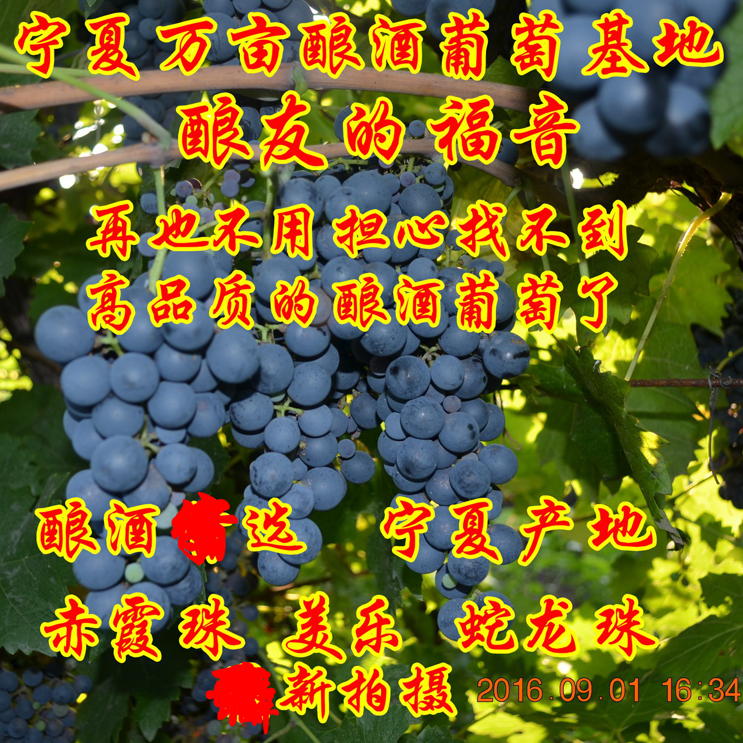 【高品质赤霞珠20斤】赤霞珠美乐贺兰山宁夏新鲜酿酒自酿酒葡萄