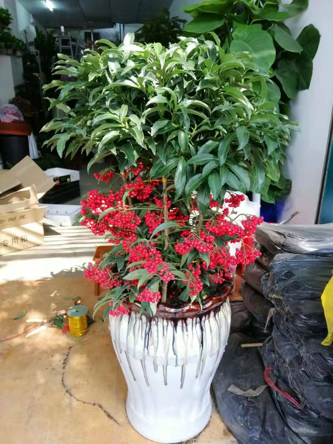 佛山大型 年宵 花卉办公室 开业植物 黄金万两 富贵子 满堂红果子