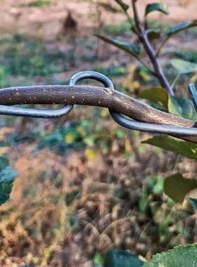 月季压枝神器S型别枝器果树定型盆景树枝卡扣苹果树枝条果园新枝