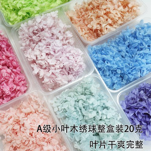 花掌柜木绣球暴力熊球衣永生花瓣