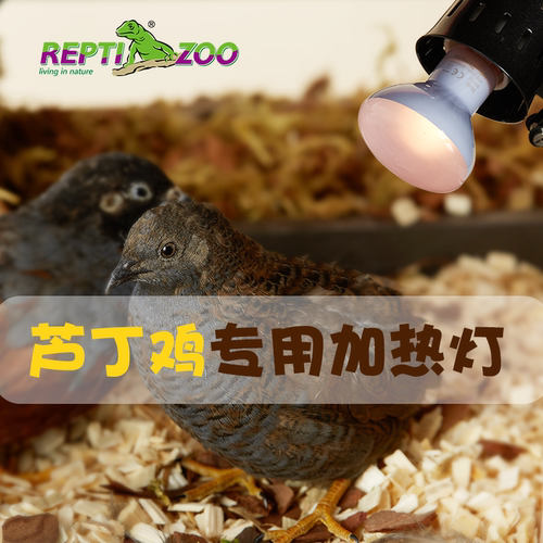 瑞皮芦丁鸡鸟笼鹦鹉保温箱灯具
