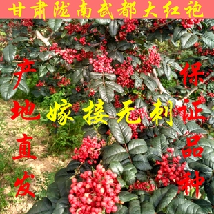 甘肃陇南少刺无刺花椒树苗大红袍花椒树正宗武都嫁接花椒苗狮子头
