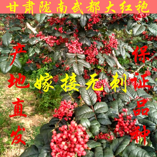 嫁接少刺花椒树苗大红袍伏椒武都