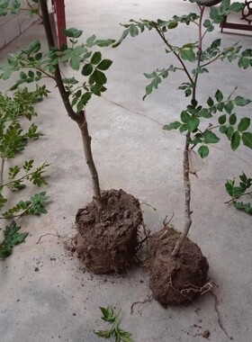 花椒树苗大红袍无刺带营养钵嫁接苗原土求发货甘肃陇南武都伏椒