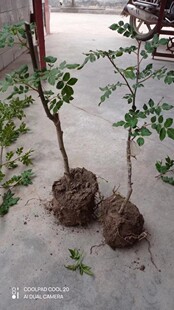 花椒树苗大红袍无刺带营养钵嫁接苗原土求发货甘肃陇南武都伏椒