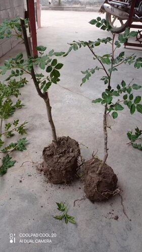 花椒树苗大红袍无刺带营养钵嫁接苗原土求发货甘肃陇南武都伏椒