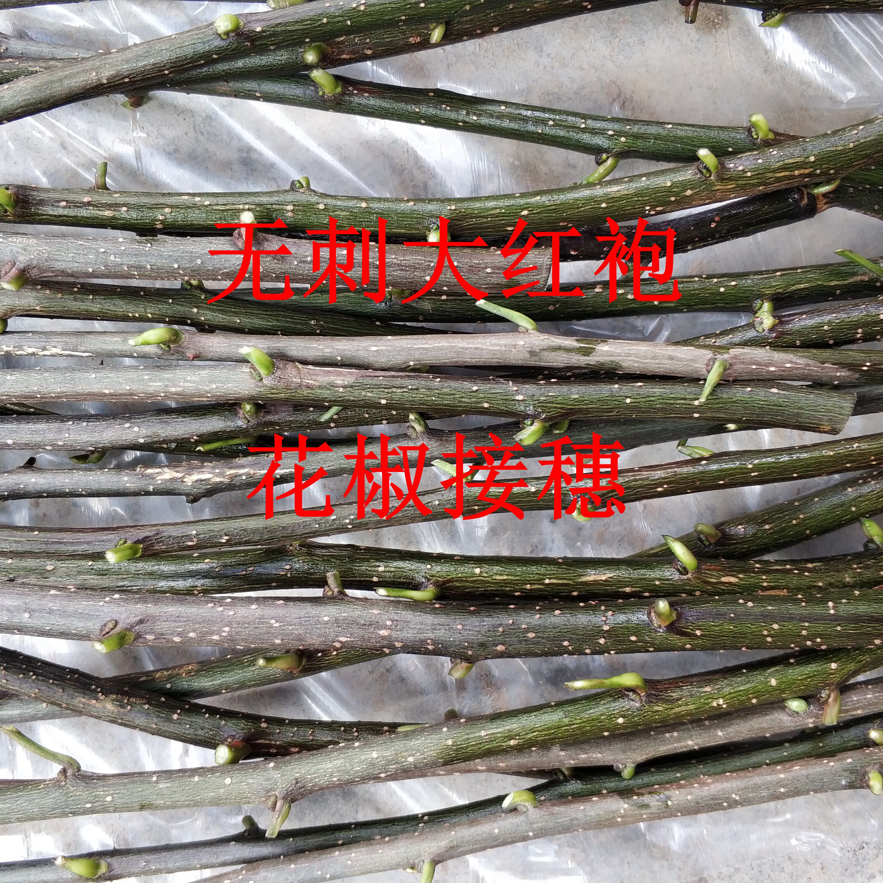 无刺大红袍花椒嫁接枝条陇南武都无刺花椒树苗接穗狮子头嫁接专用
