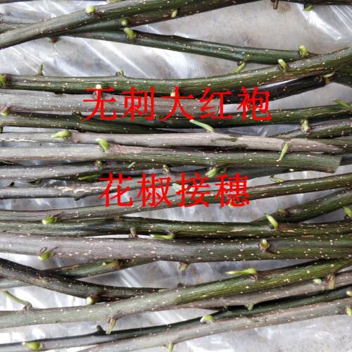 嫁接无刺花椒接穗大红袍伏椒无刺