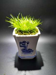 黄金姬菖蒲 独芽带自家定制彩瓷盆