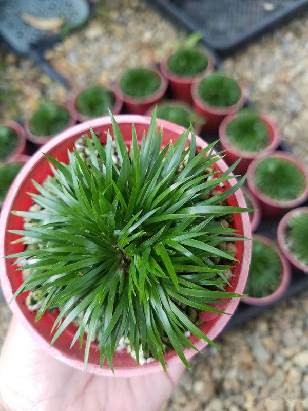 留园荷园金钱 老蒲草菖蒲小品