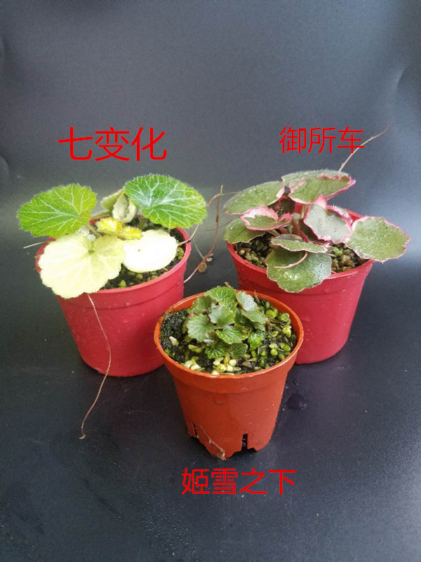 姬虎耳 御所车七变化姬雪之下日本山野草