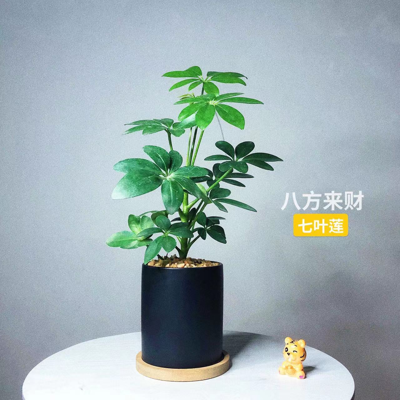鸭脚木吉利红水培水养绿植餐桌摆件办公室桌面盆栽花卉植物室内