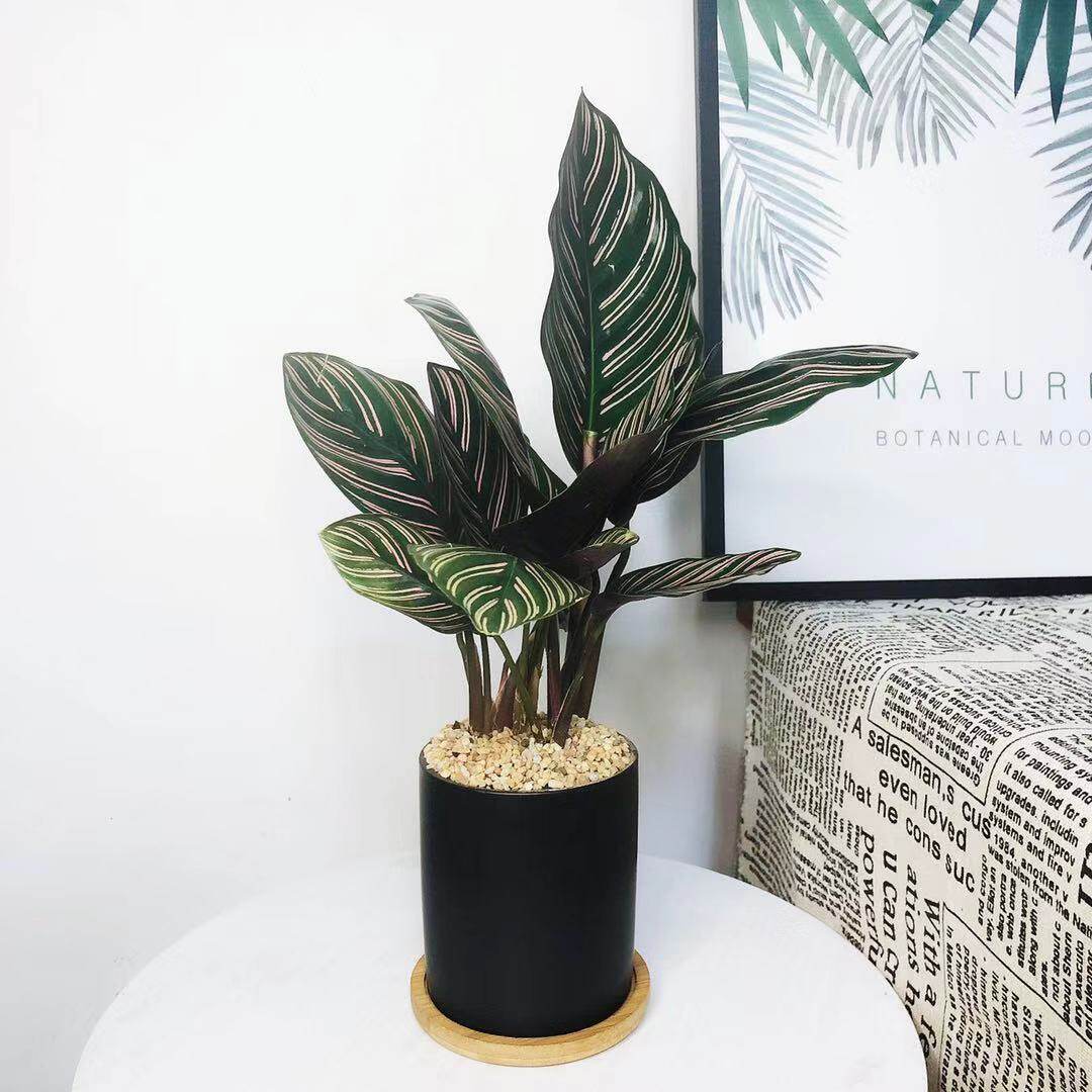 水培竹芋植物室内客厅卫生间盆栽除甲醛水养好养挺水耐阴懒人绿植