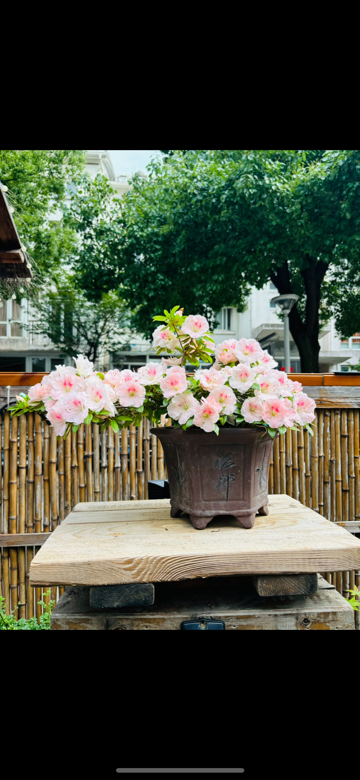 木木三日本皋月杜鹃如峰山绯梅锦碧空若惠美咲明美好月鸨惠绢姬