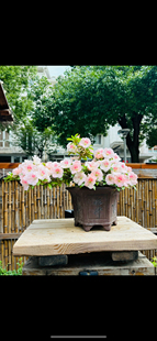 木木三日本皋月杜鹃如峰山绯梅锦碧空若惠美咲明美好月鸨惠绢姬