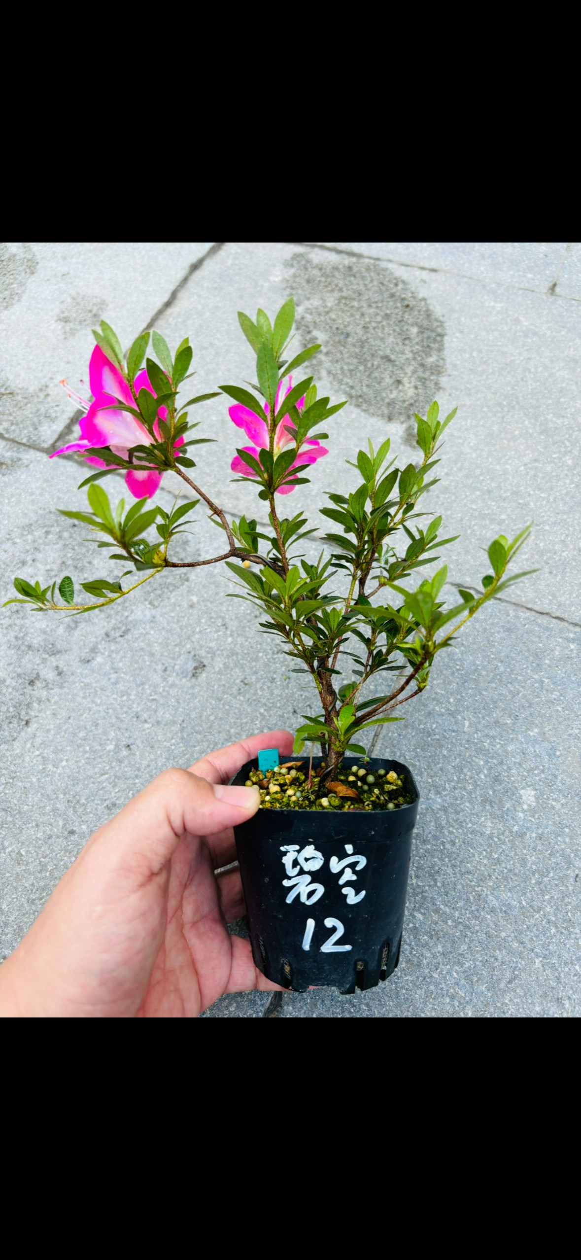 木木三/日本原生皋月杜鹃碧空白樱绢之舞花舞鼓莹灯红梅造型盆栽
