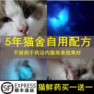 皮肤真菌感染内服幼猫猫