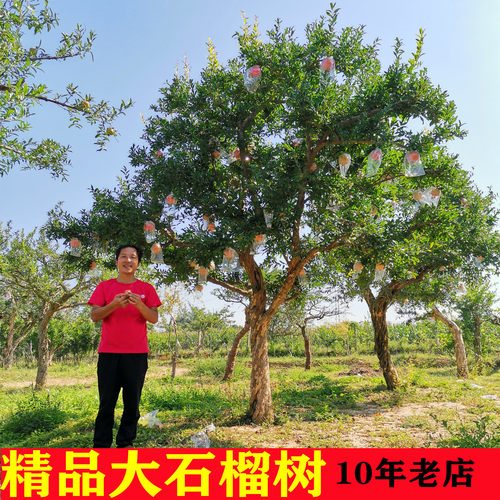 众开颜落叶果树果大皮薄临潼石榴