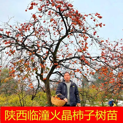 陕西阳台盆栽水果柿子树苗
