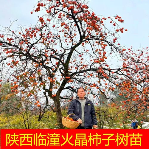 陕西阳台盆栽水果柿子树苗