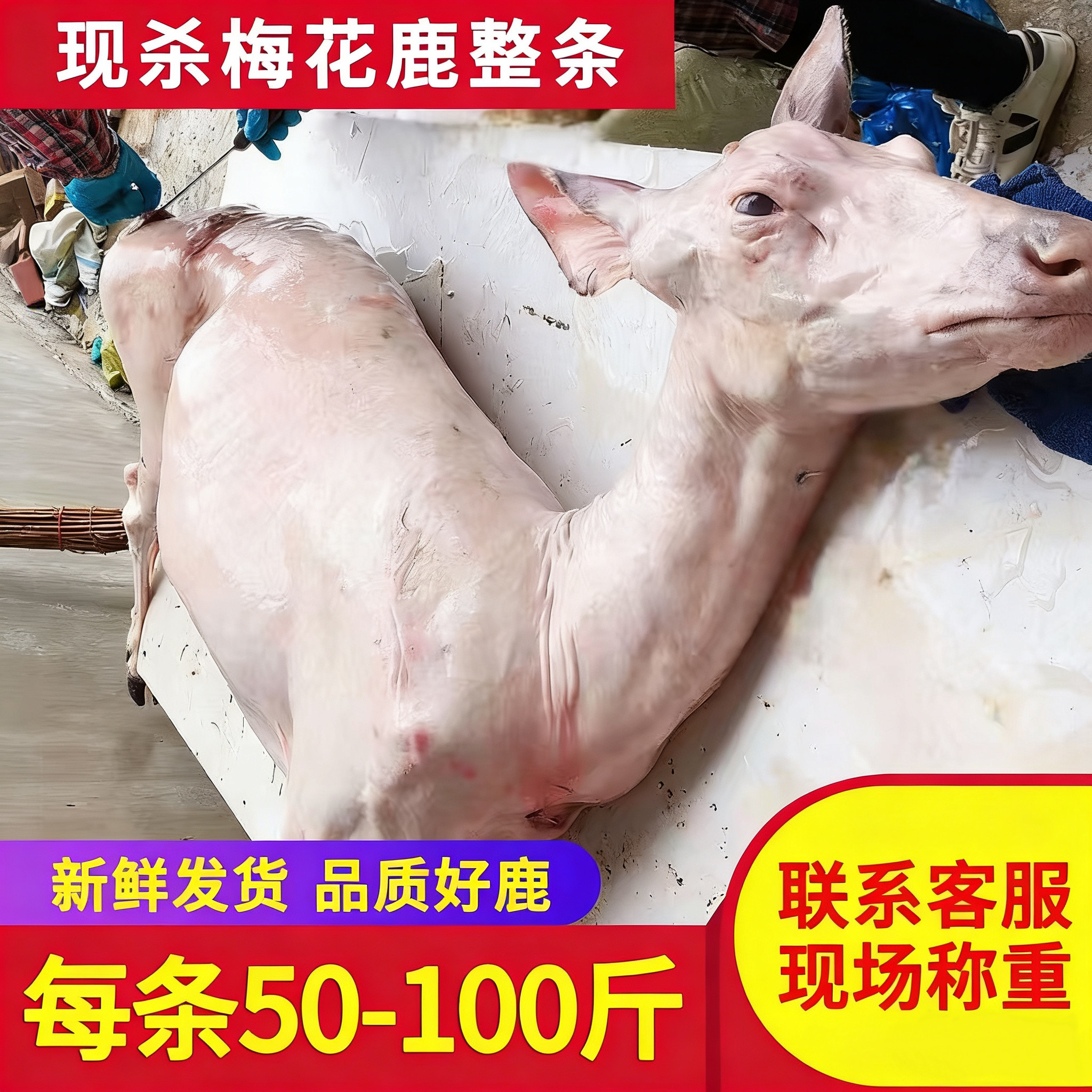 【现杀梅花鹿肉50-100斤】东北吉林整只条肉质鲜美白条胴体