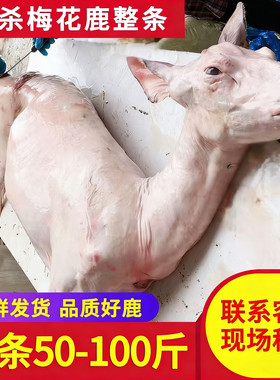 鹿肉鹿腿白条新鲜鹿排