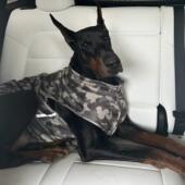 DEPT亲子衣 DOG 迷彩棕色铝膜贴身穿吸热锁温保暖杜宾威玛犬