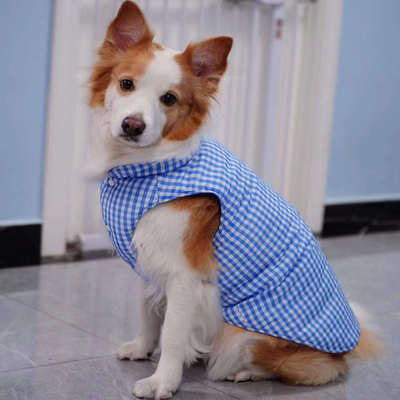 保暖大狗棉服大狗防风防雨棉服