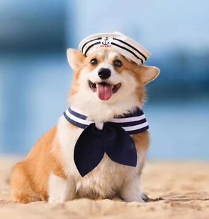 金毛狗狗拍照写真宠物大狗 DOG DEPT 水手帽子配搭蓝围巾套装