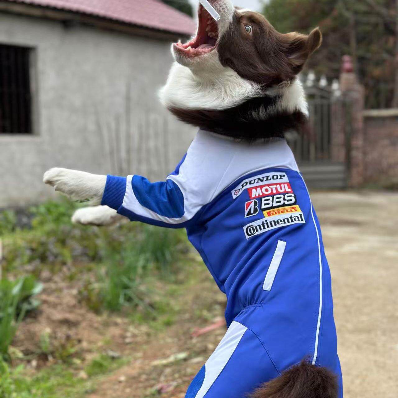 8码史宾格边牧孤品特价宠物衣服胸围68-72左右体重约30斤左右