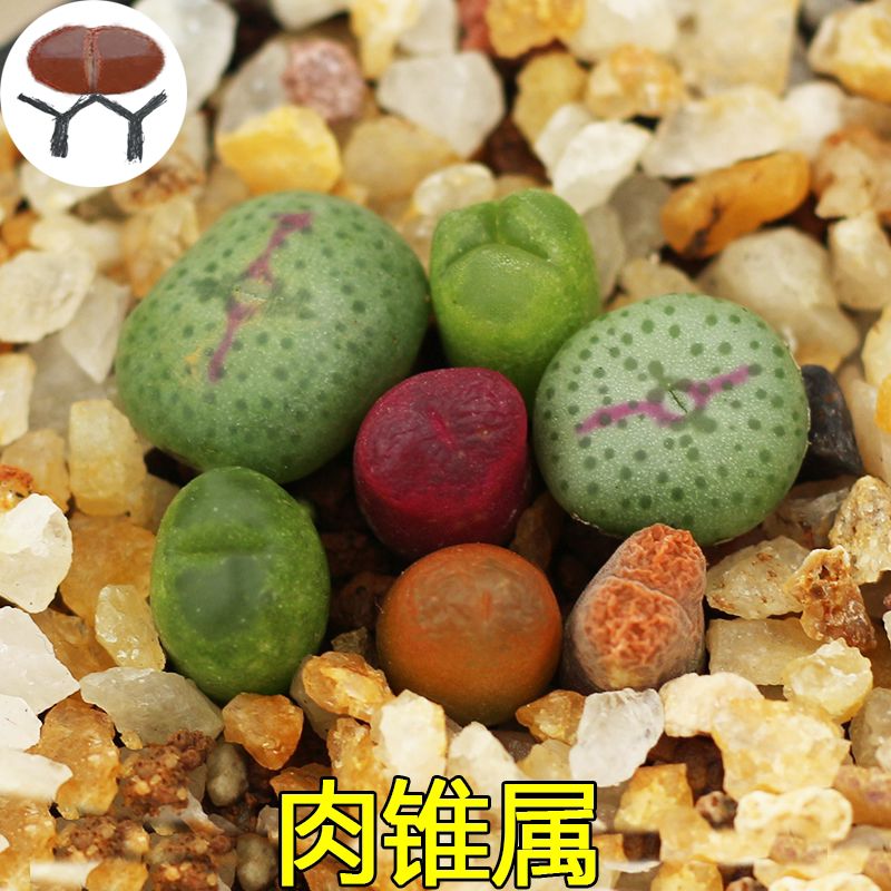 毛汉尼肉锥 价格 怎么样 图片