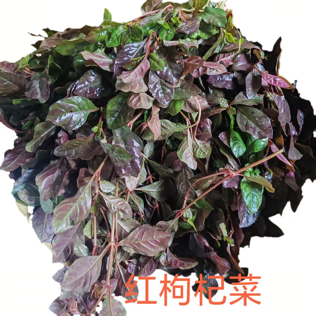 红枸杞菜新鲜野生大叶枸杞叶蔬菜现摘现发农家自种