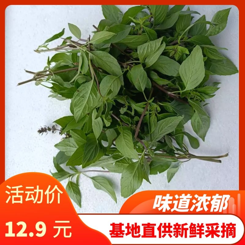 新鲜金不换九层塔东南亚食材