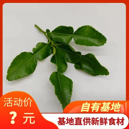 新鲜泰国柠檬叶 带枝带叶马蜂橙丑皮皱皮柠檬叶 冬阴功配料 包邮
