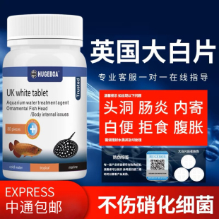 正品英国大白片内寄外寄鱼用头洞凸眼龙鱼罗汉观赏鱼缸非水族鱼药